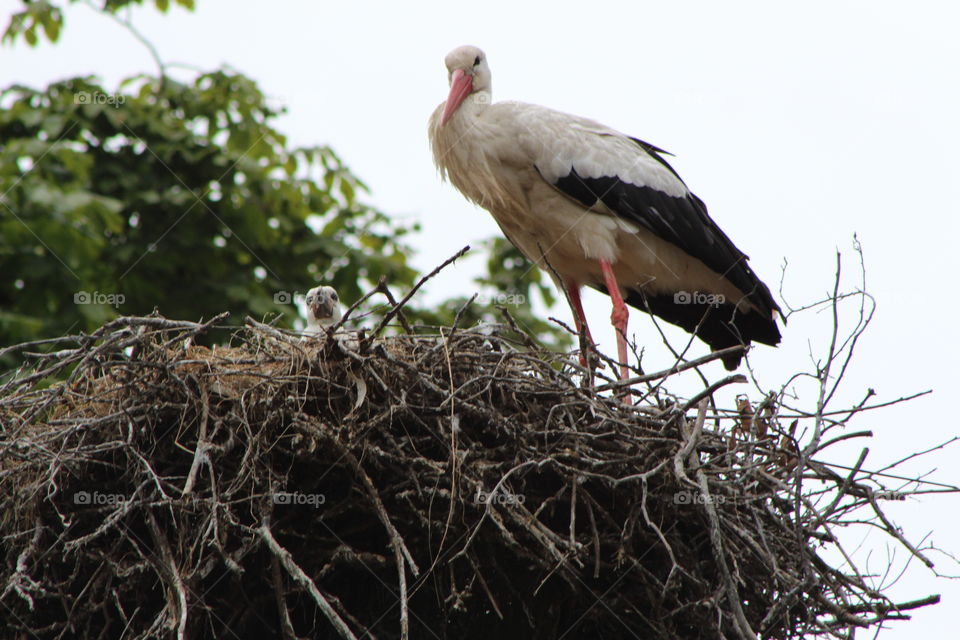 Storks
