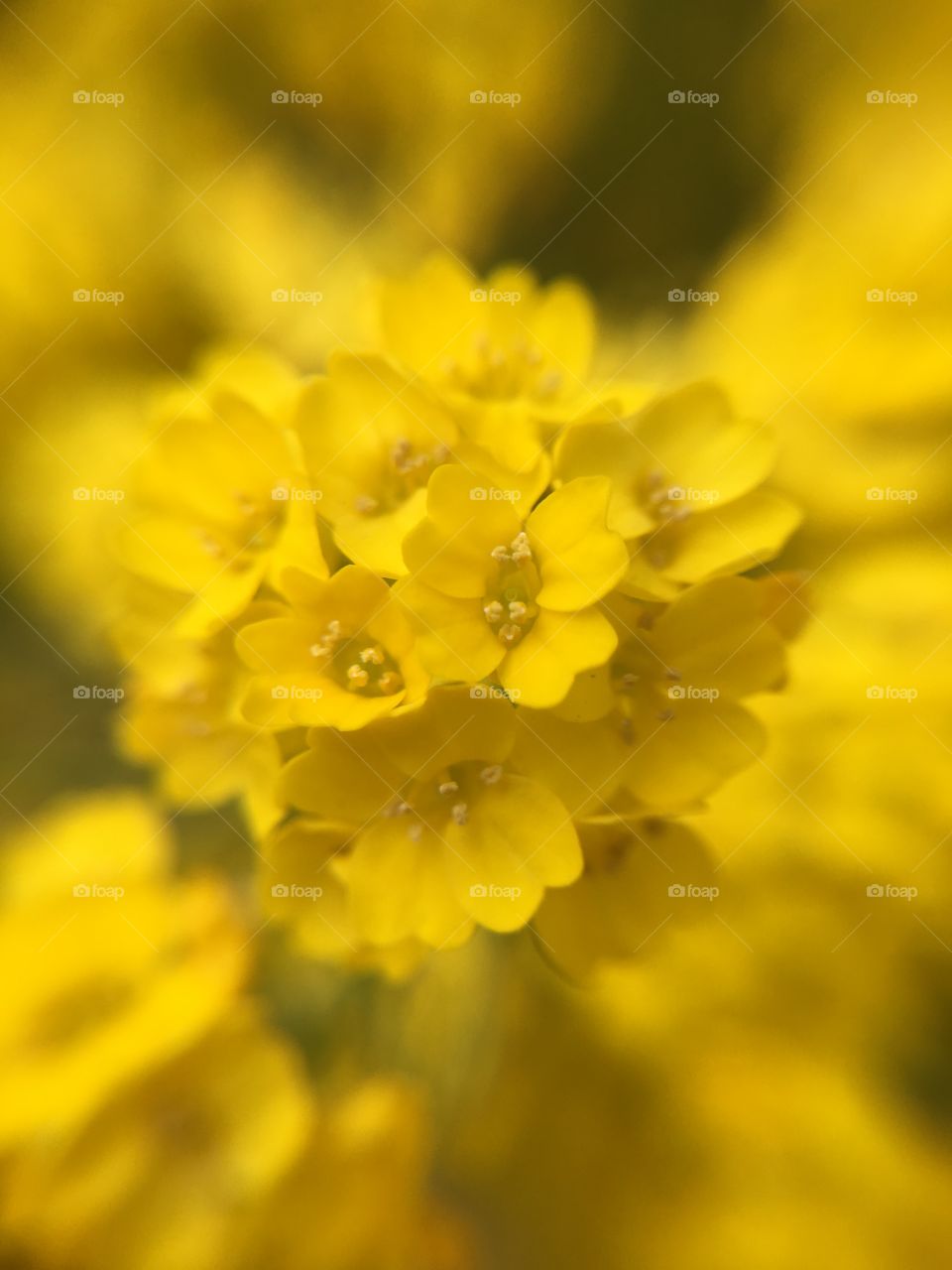 Tiny yellow flower