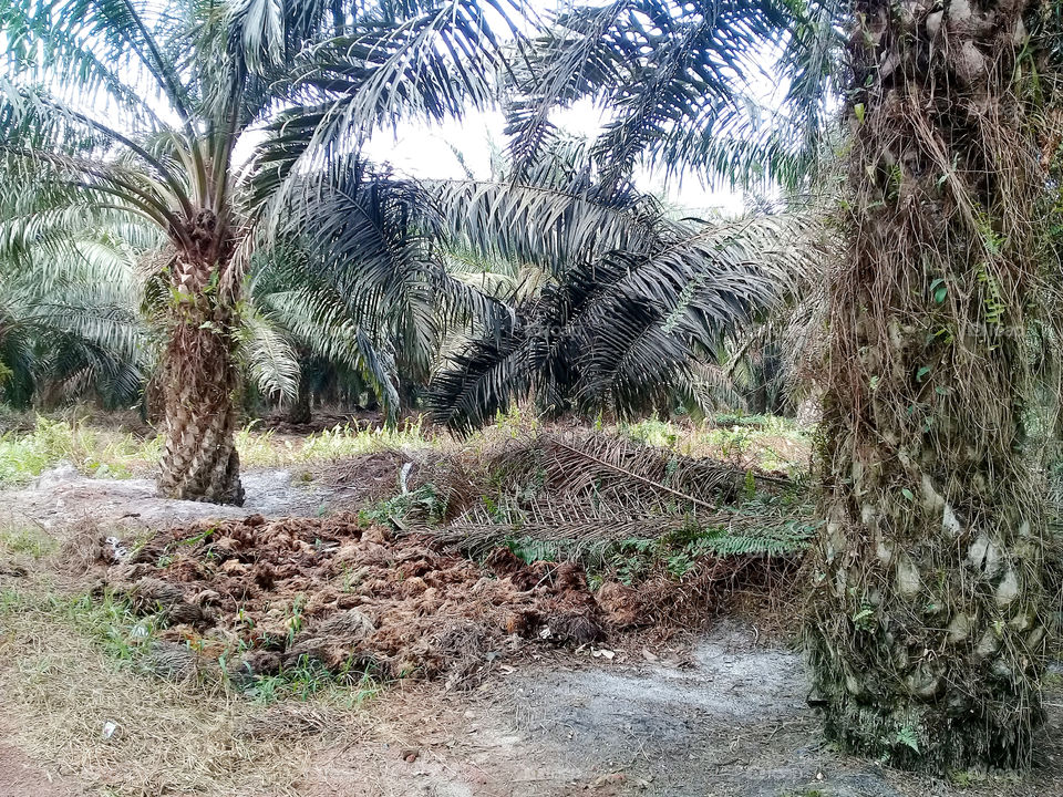 application of inter basic trunk tankos