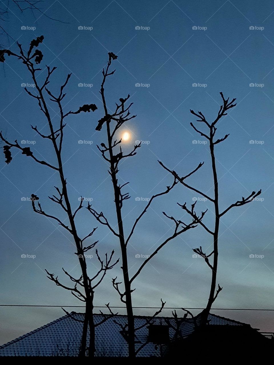 magnolia branches with dry fruits  against evening sky