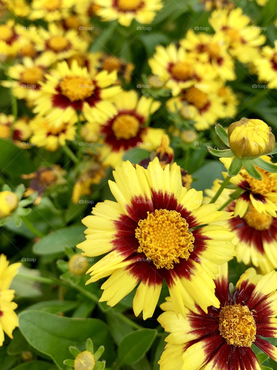 Blanket flowers