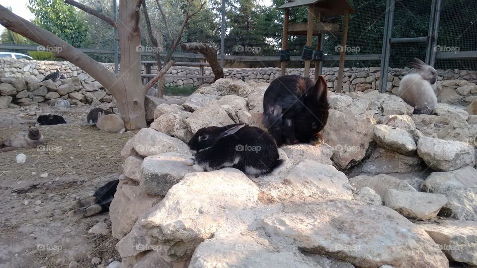 Relaxing rabbits. At a petting farm, Malta