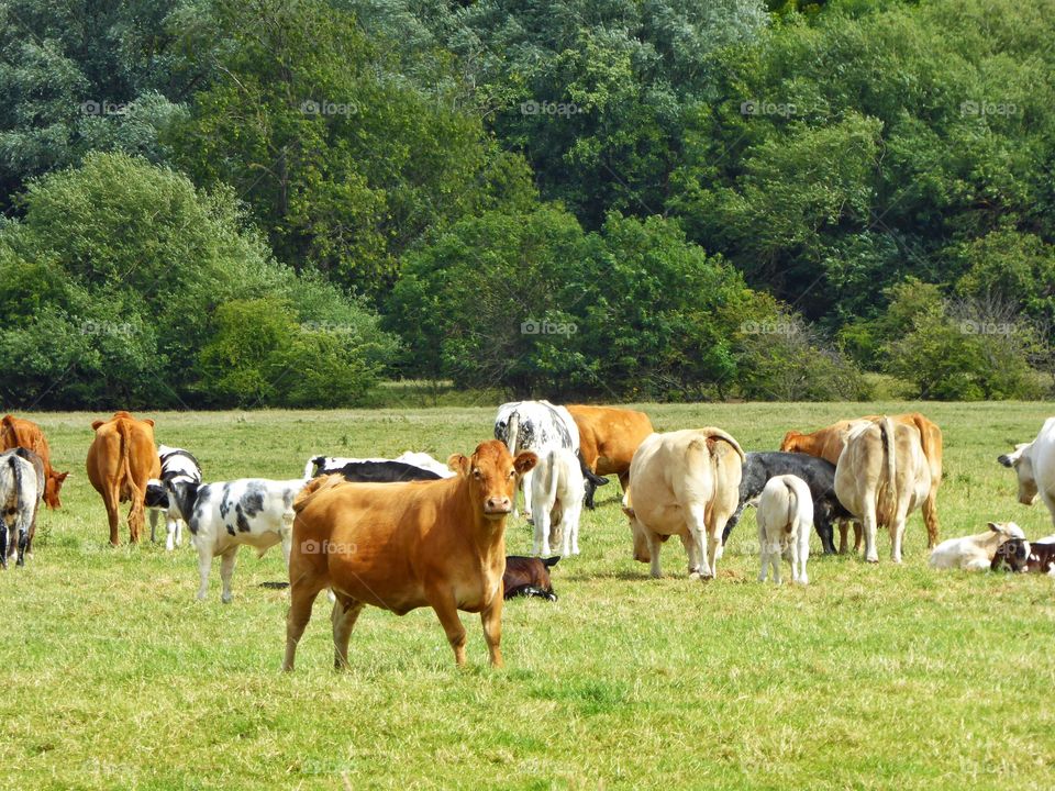 Cow grazing in pasture