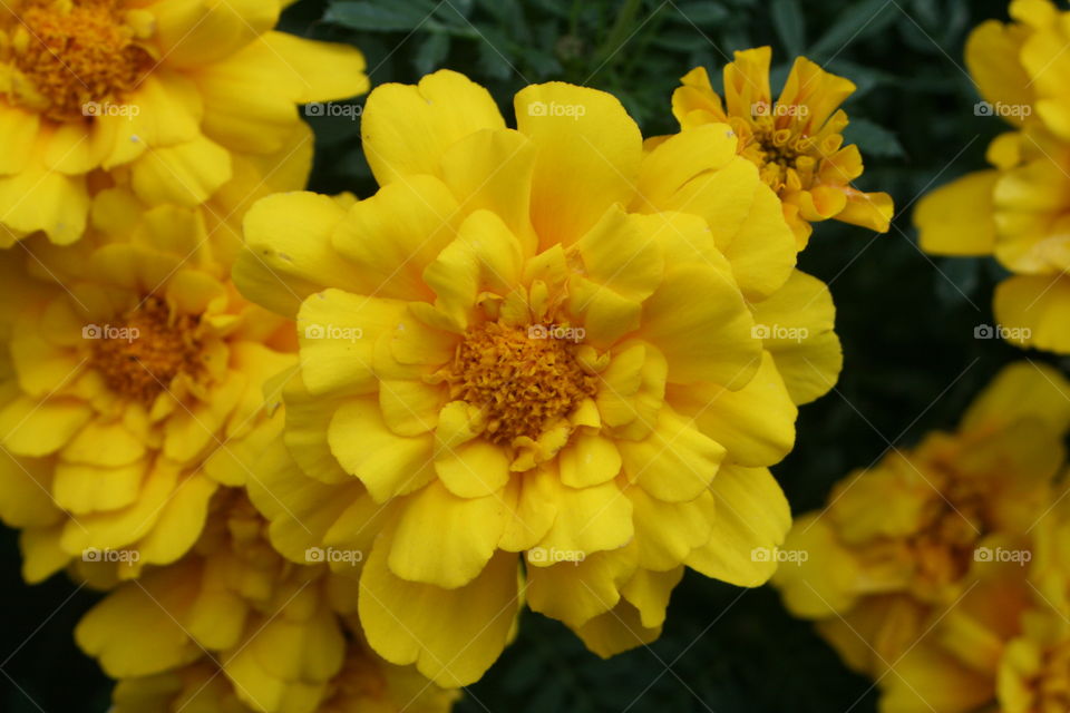 Yellow Flowers