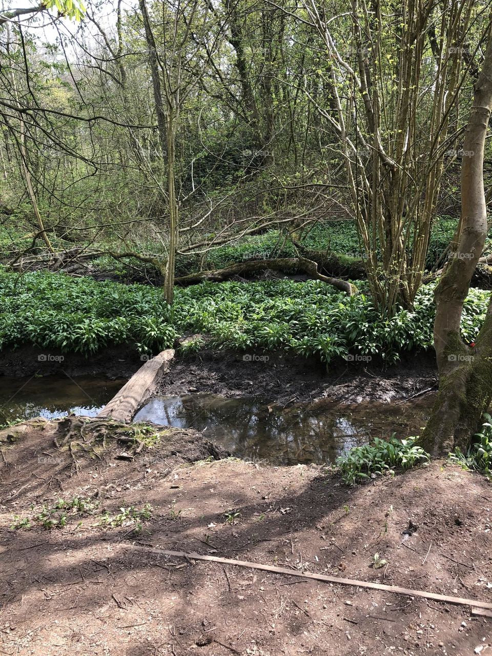 Lymm dam amazing walk