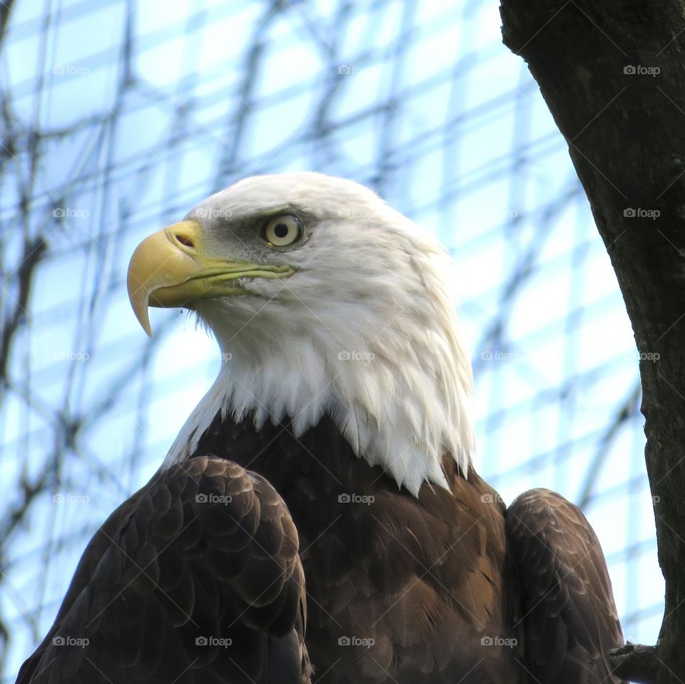 American Bald Eagle