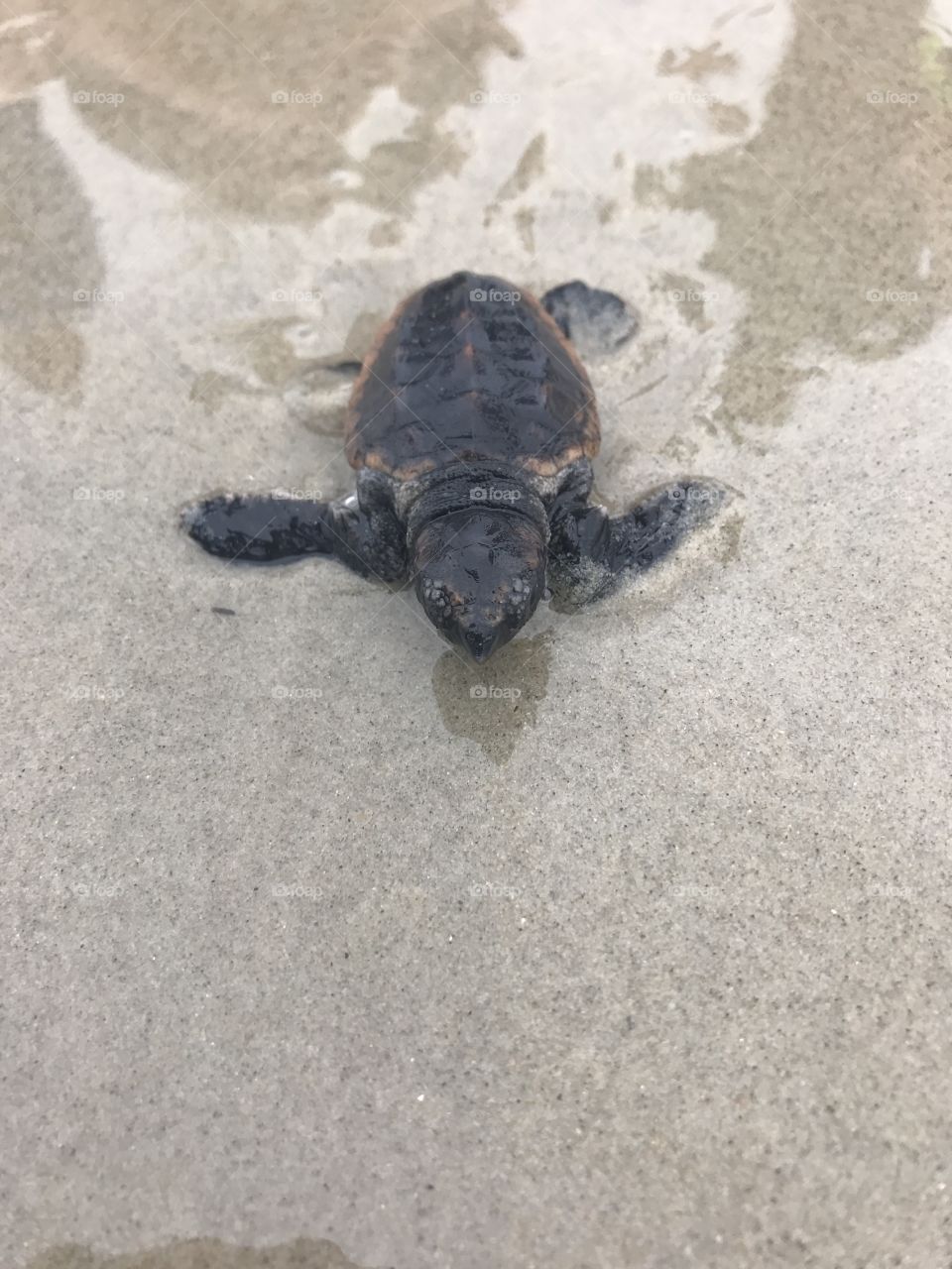 Baby Sea Turtle trying to catch its first wave