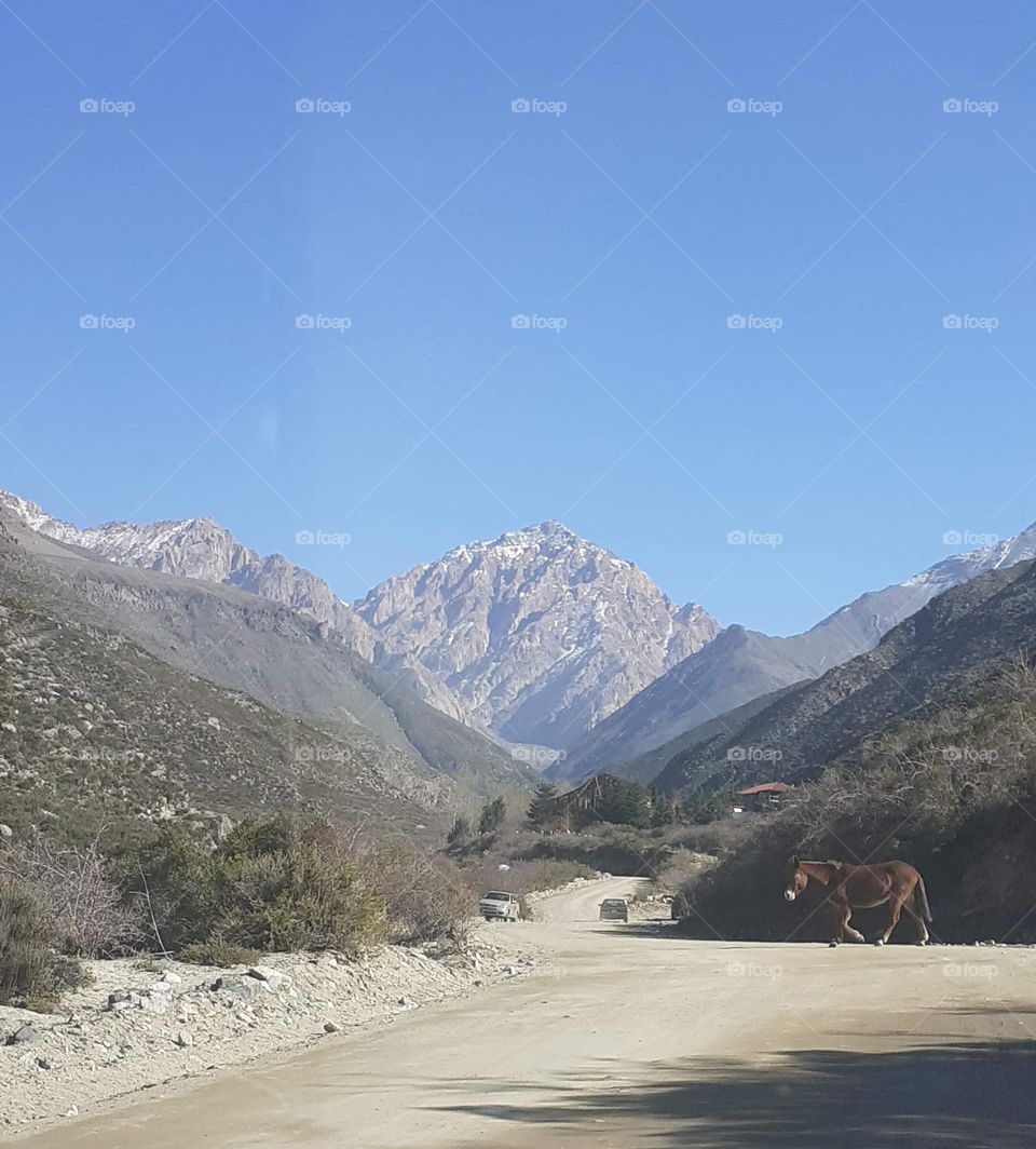 el caballo solitario en la montaña