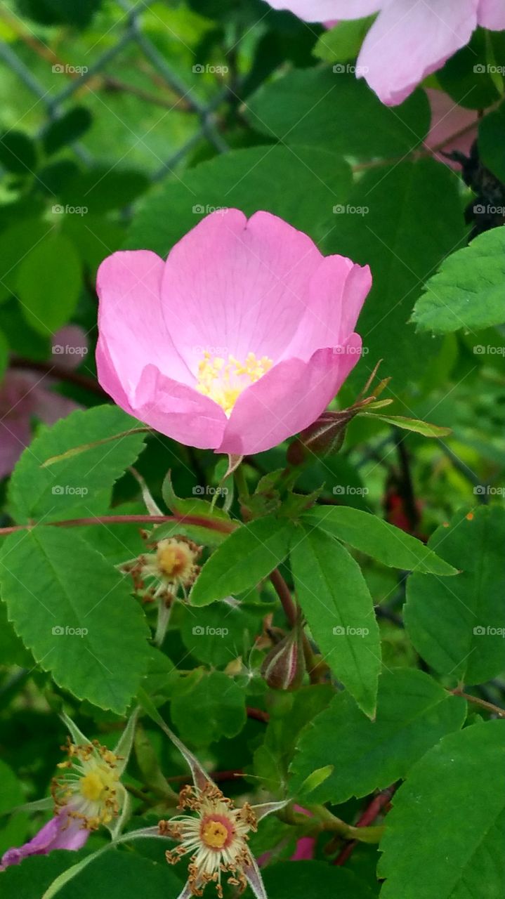 Wild rose in Alaska.