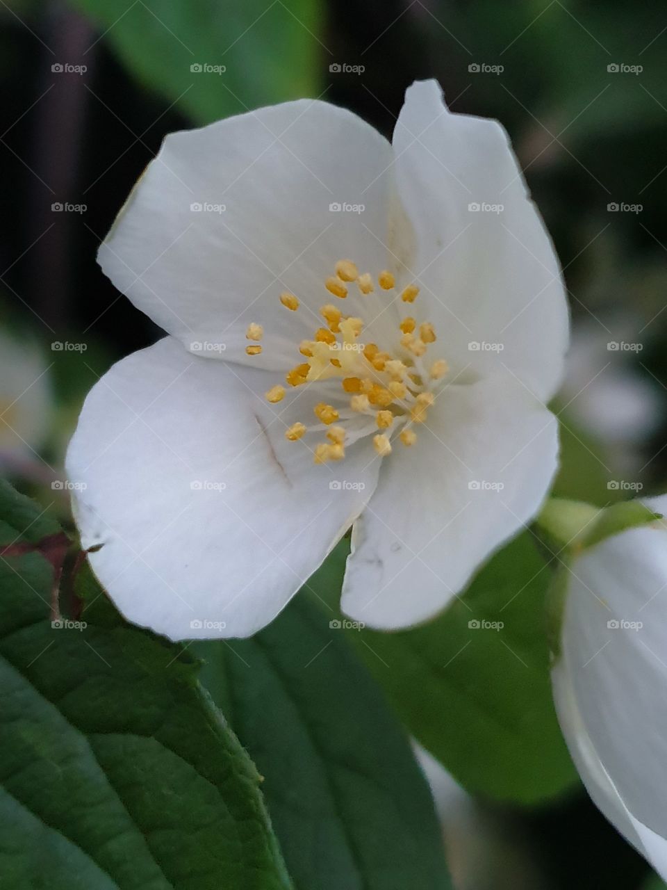 white and tender jasmine flower closeup