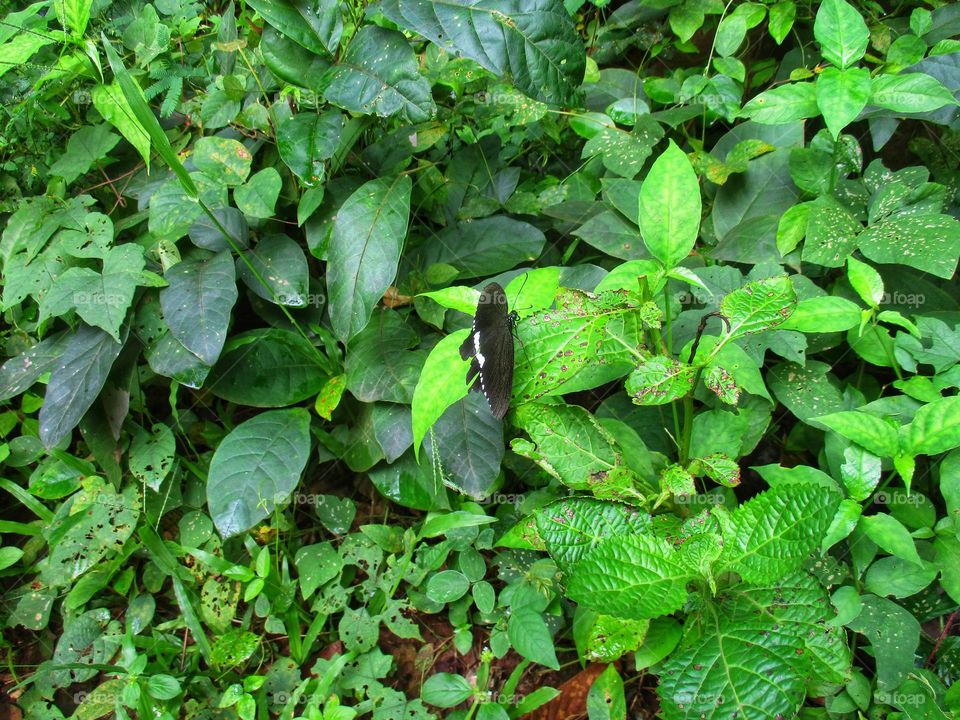 Butterflies are black and slightly striped white perch on the leaves