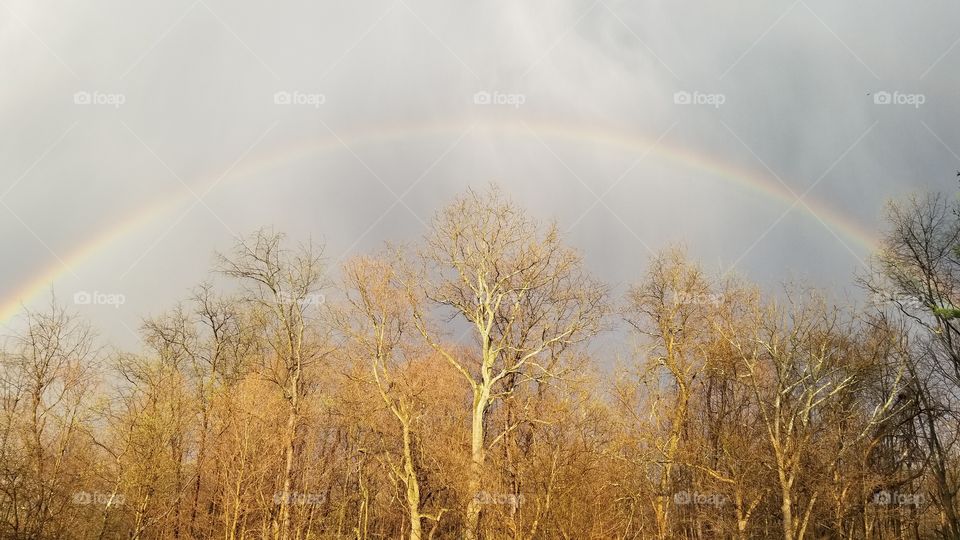 Rainbow over the Trees