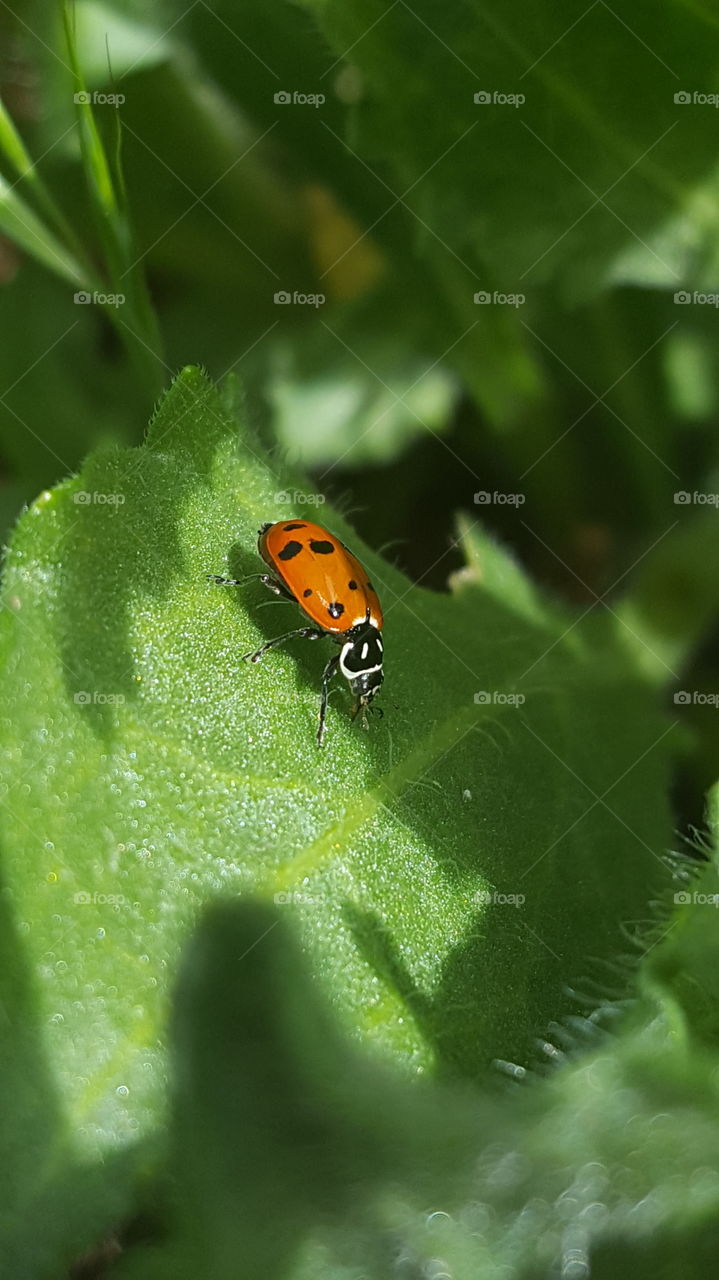 While helping my husband pull weeds I saw this little lady bug. My first picture was of its backside then it turned to face me.