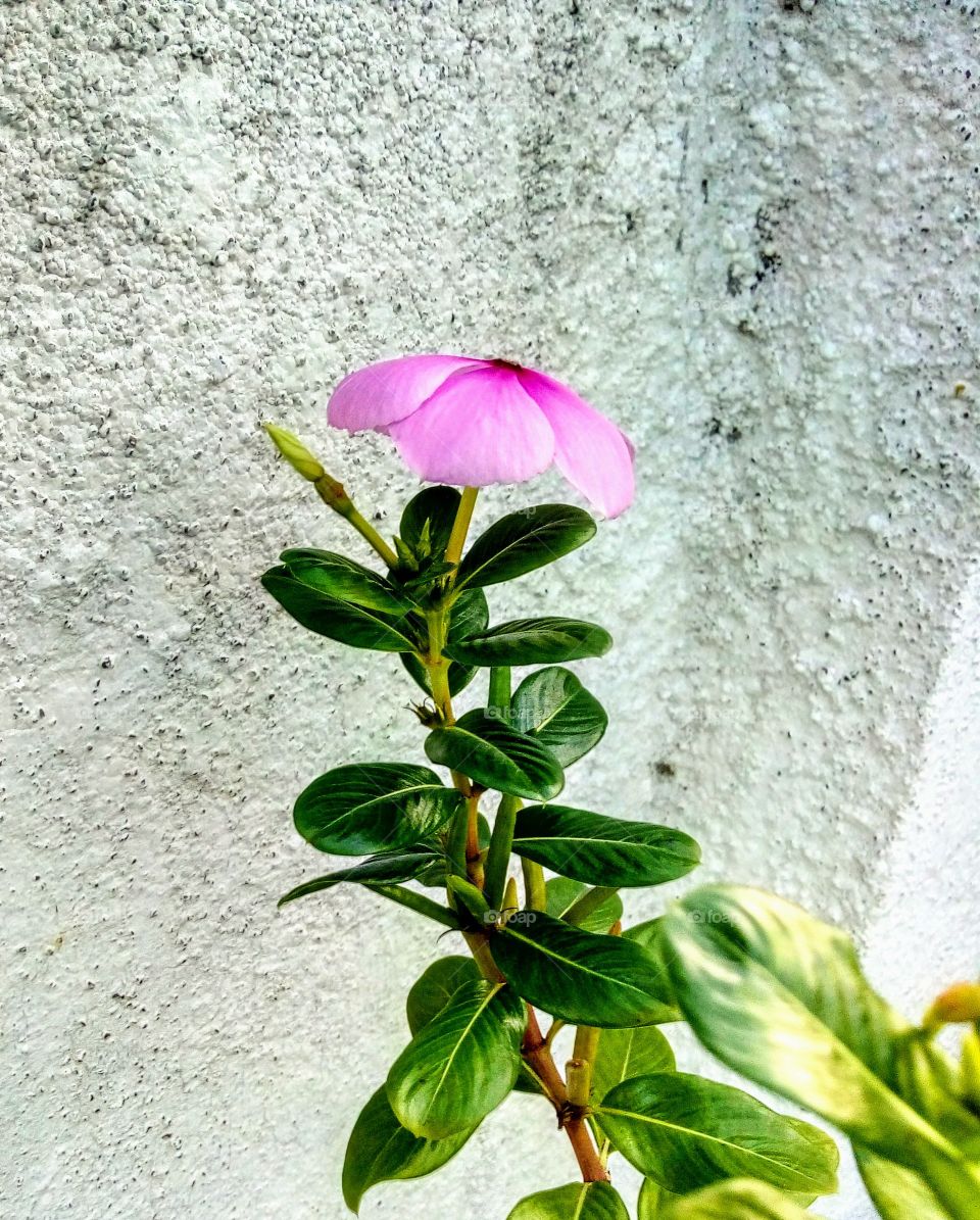 white background with rough surface and fully focus on pink flower and dark green thik petals.