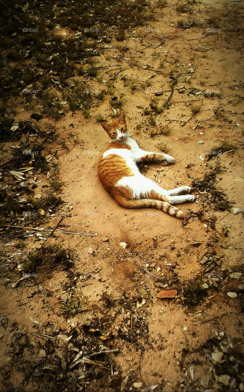 Red young sleepy cat on the ground 
don't understand what I want from her