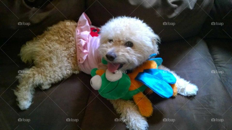 Bichon-Poo wearing a dress and hugging her toy