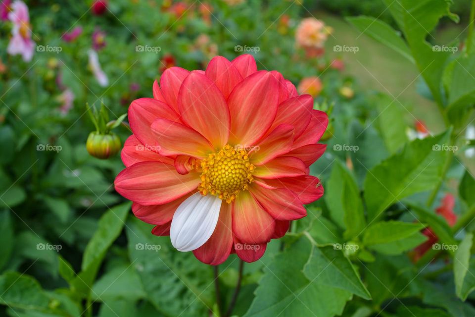 In order to be irreplaceable one must be always different  - Rear white petal of reddish dahlia flower