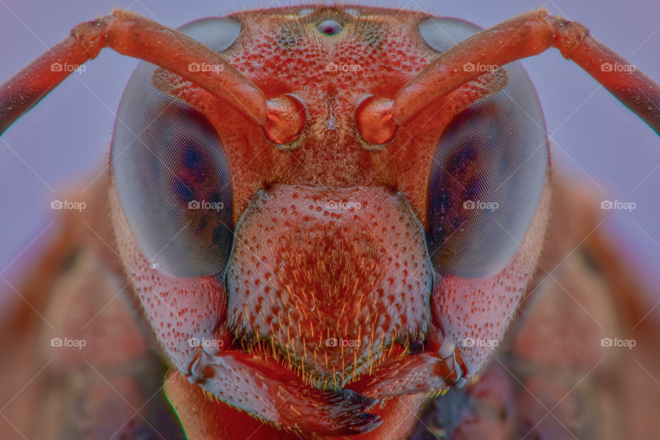 Wasp Eye Monster