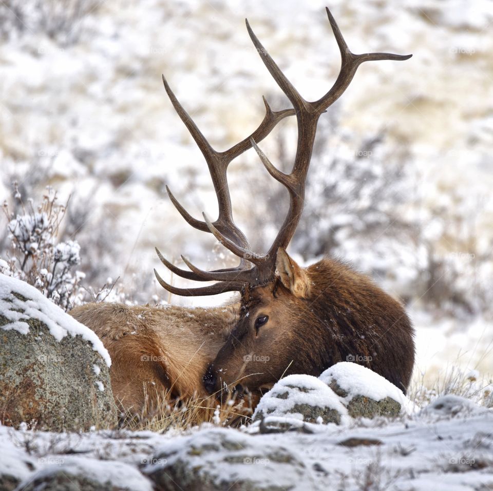 A bull elk eating grass and relaxing on a cold winter morning in the mountains. His rack is huge. Profile view and snowing.
