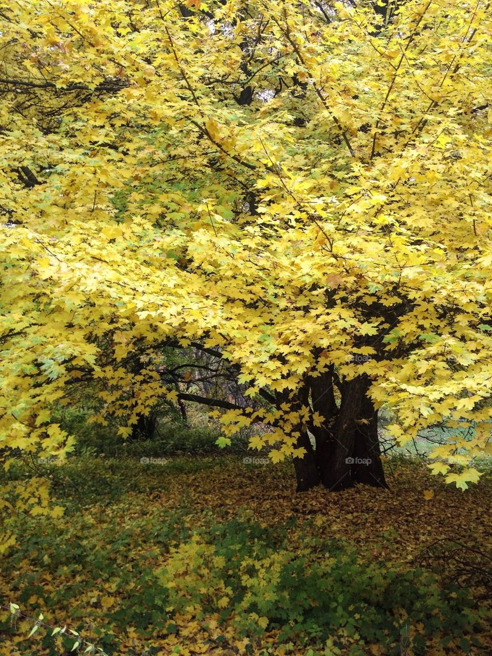 Yellow maple tree