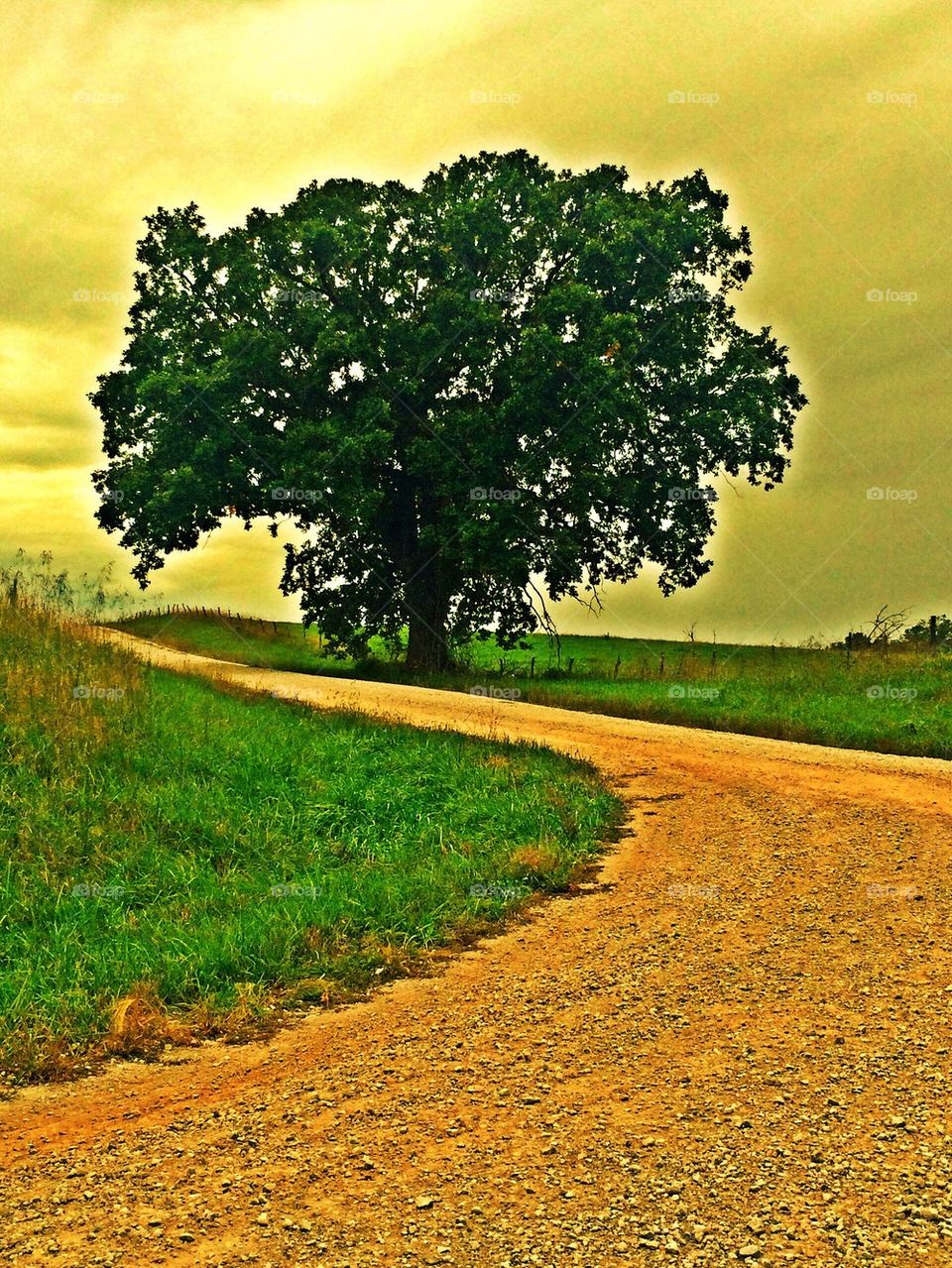 Tree on the country side 