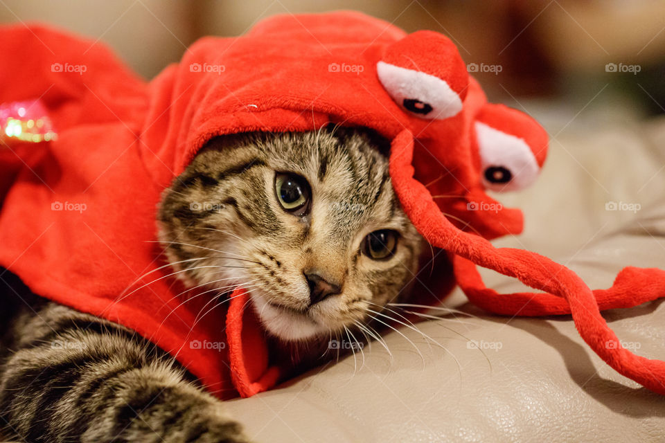 A kitten dressed up at a shrimp