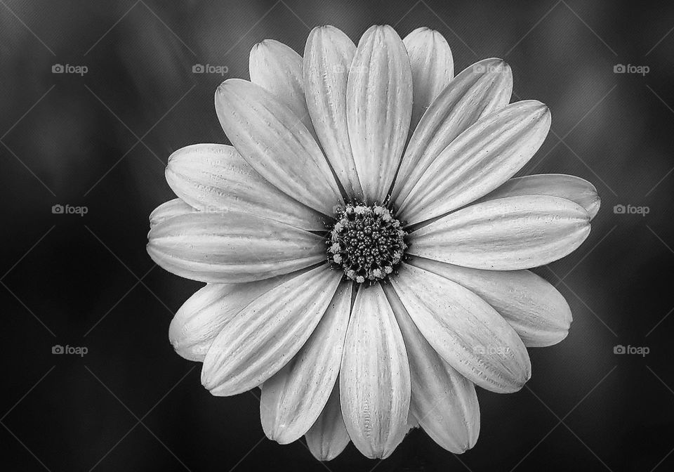 white daisy flower