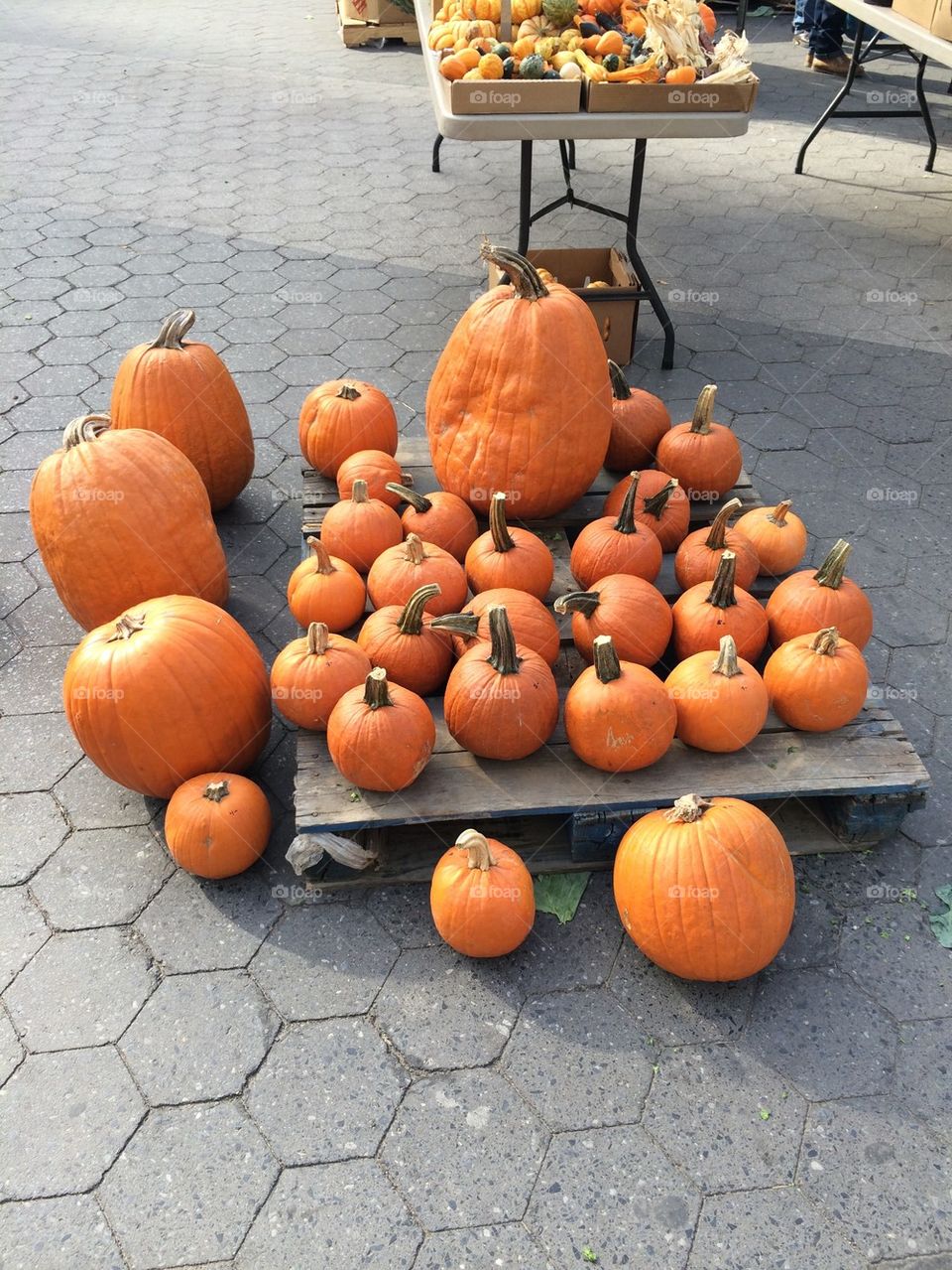 Pumpkin family