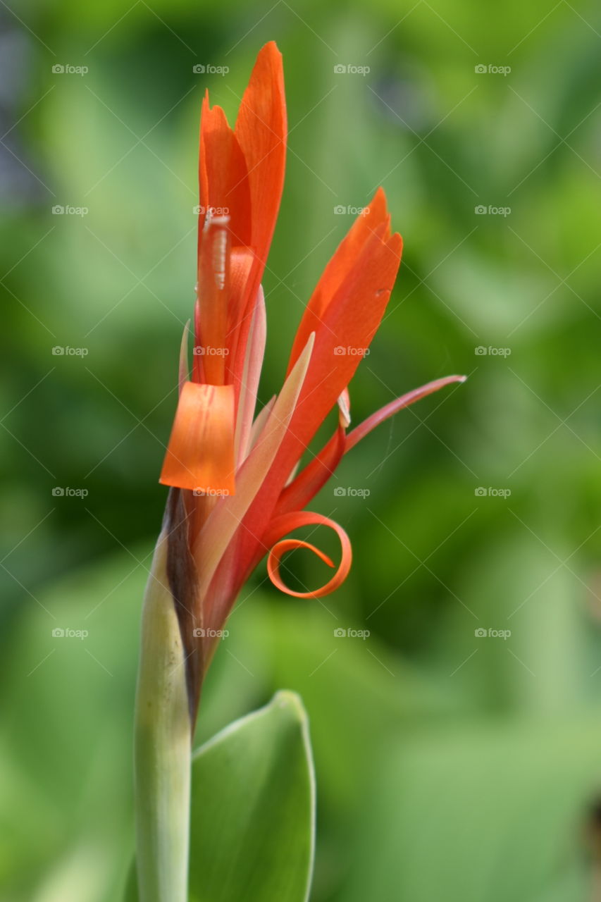 Red flower garden