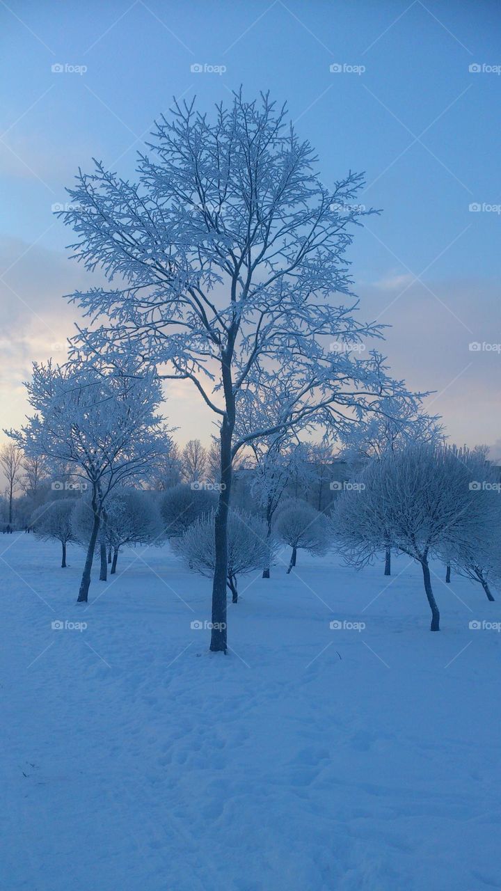 Winter landscape❄️ Snow❄️ Trees in the snow❄️