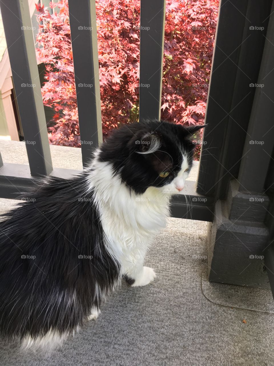 Tuxedo cat vivid color gold eyes red bkgd 3