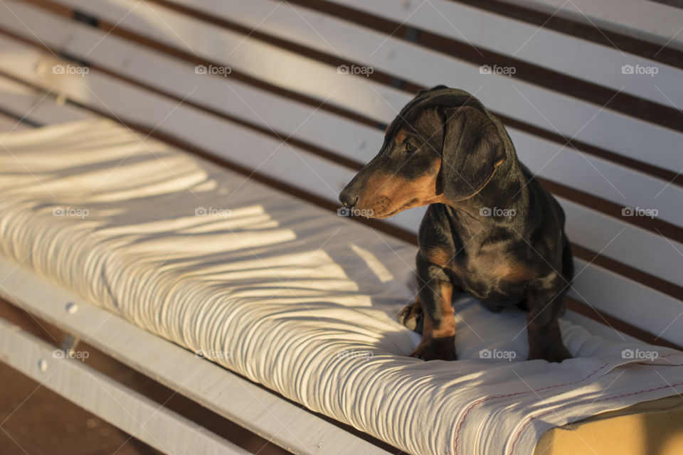 puppy black dachshund