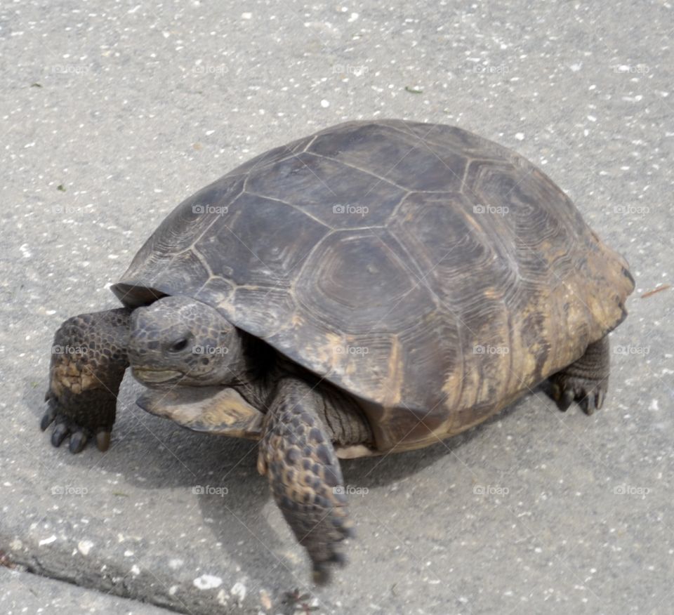 A closeup of a tortoise as he walks showing his head and his legs and claws
