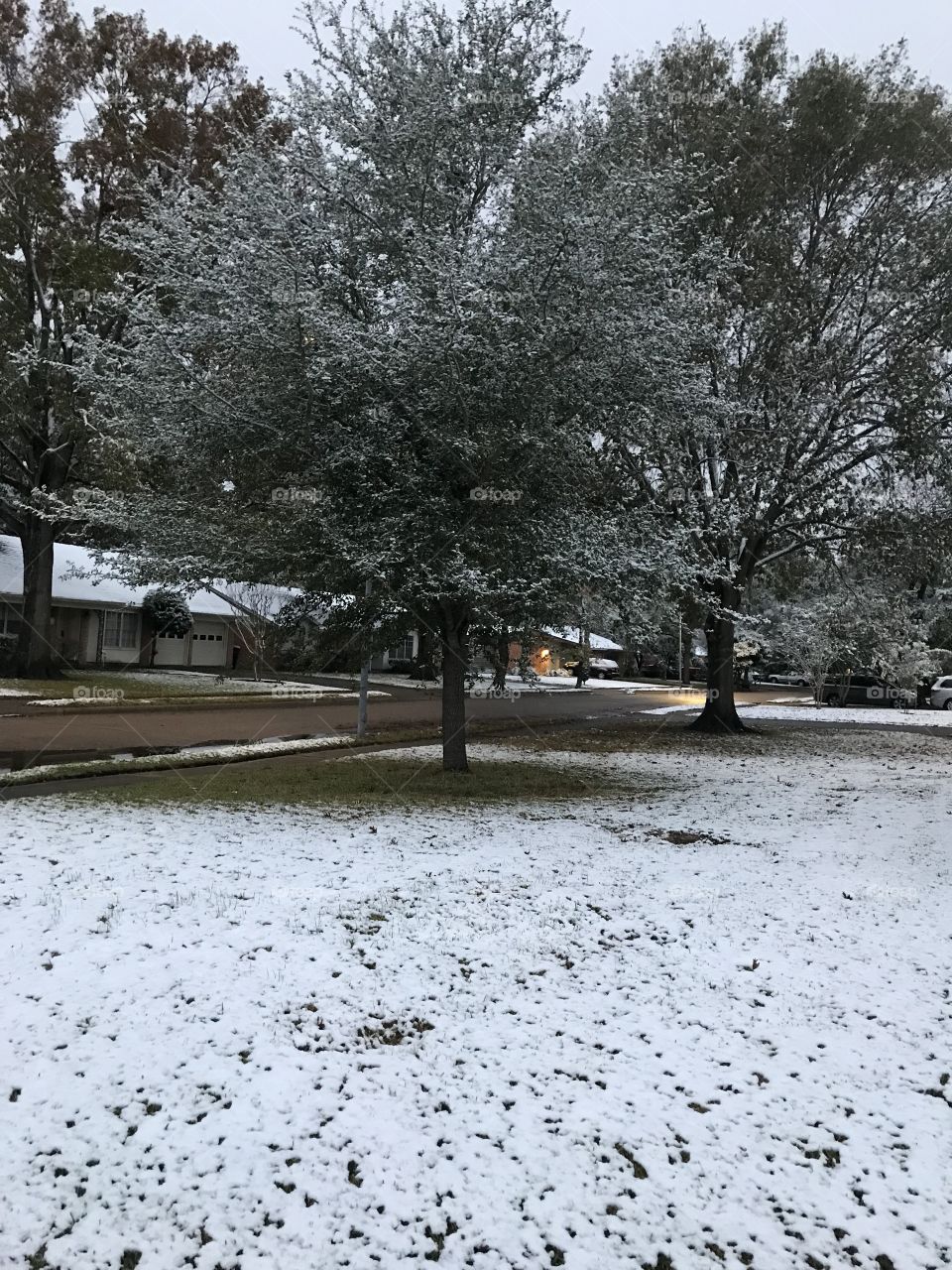 Winter tree