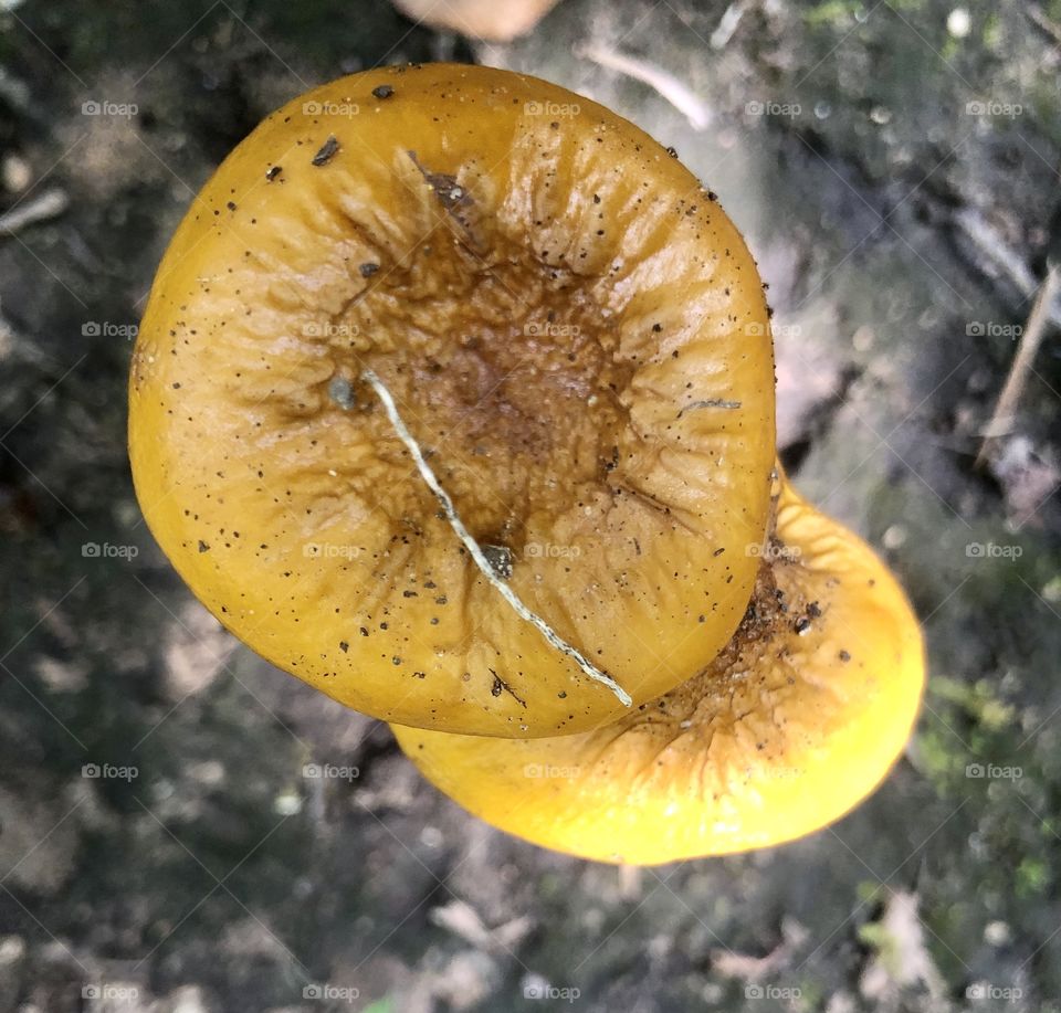 Overhead closeup of wild golden mushrooms 