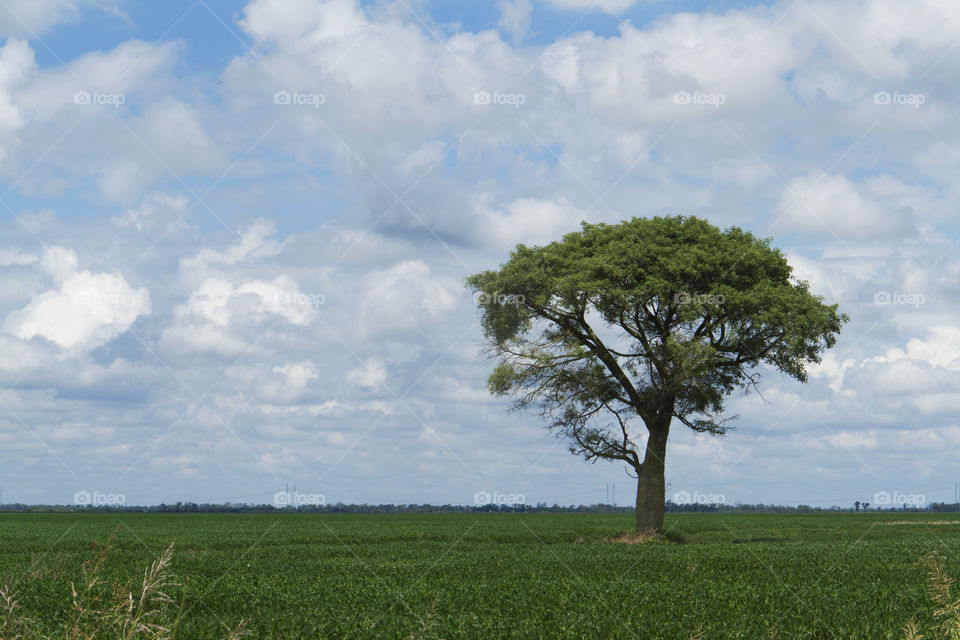 Tree around us.