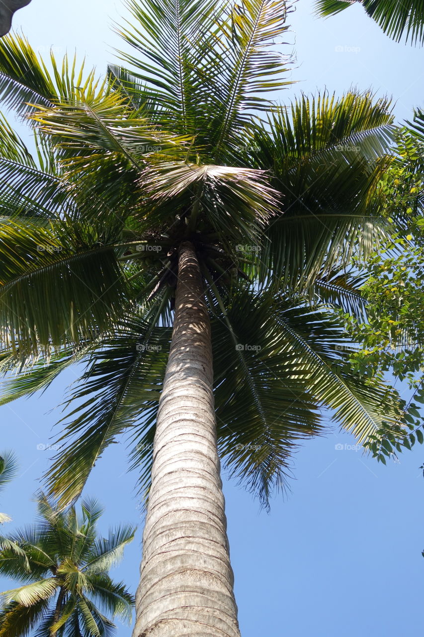 Palm, Tropical, No Person, Tree, Beach