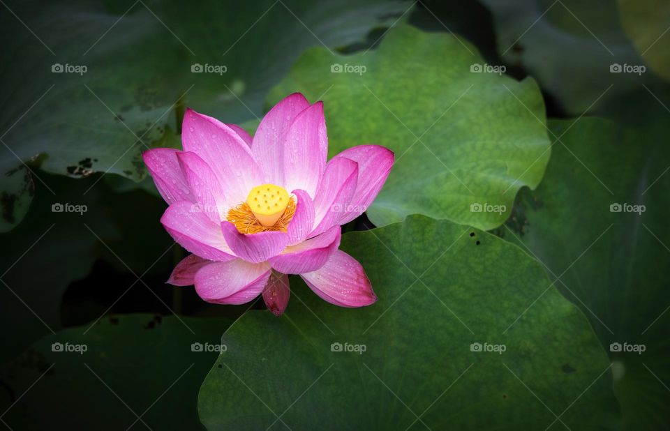 lotus