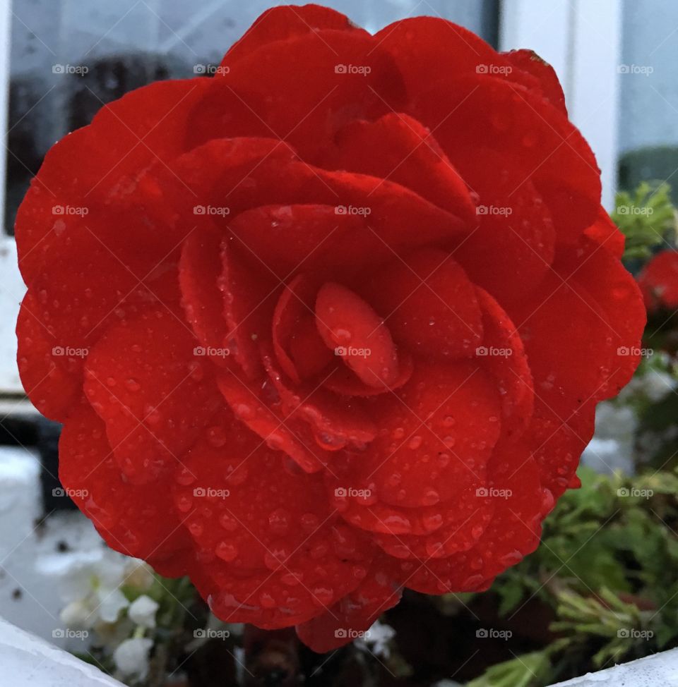 Rainy Day Begonia
