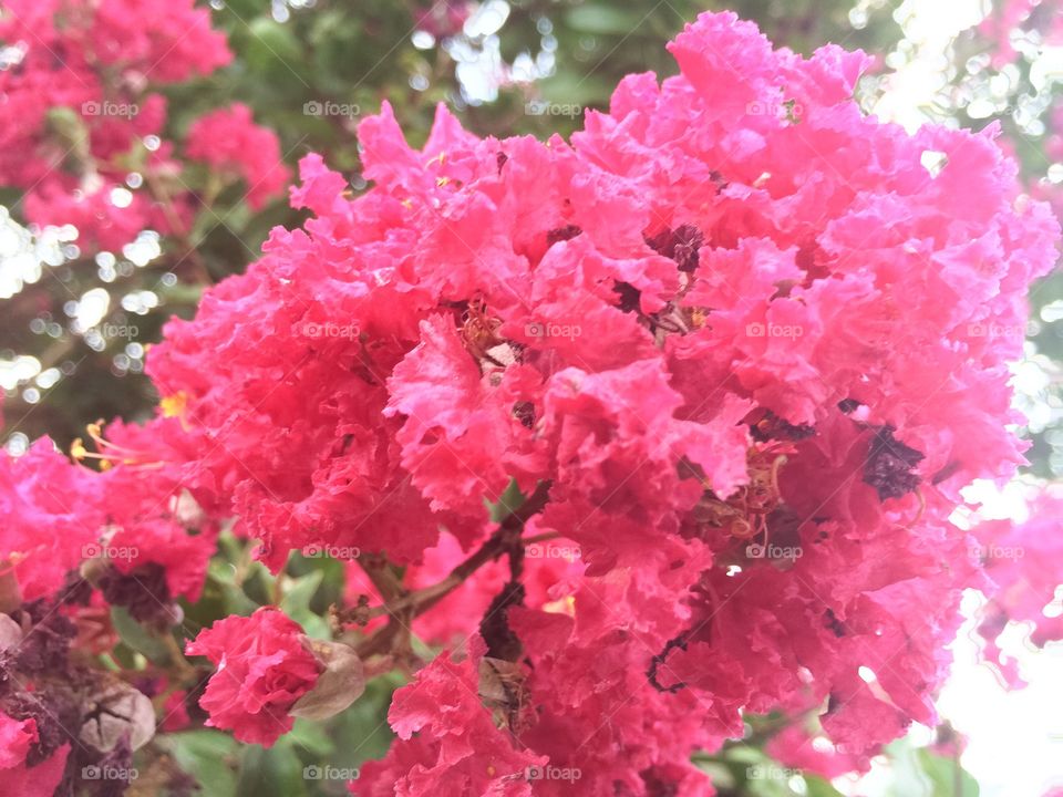 Pink flowers blooming 