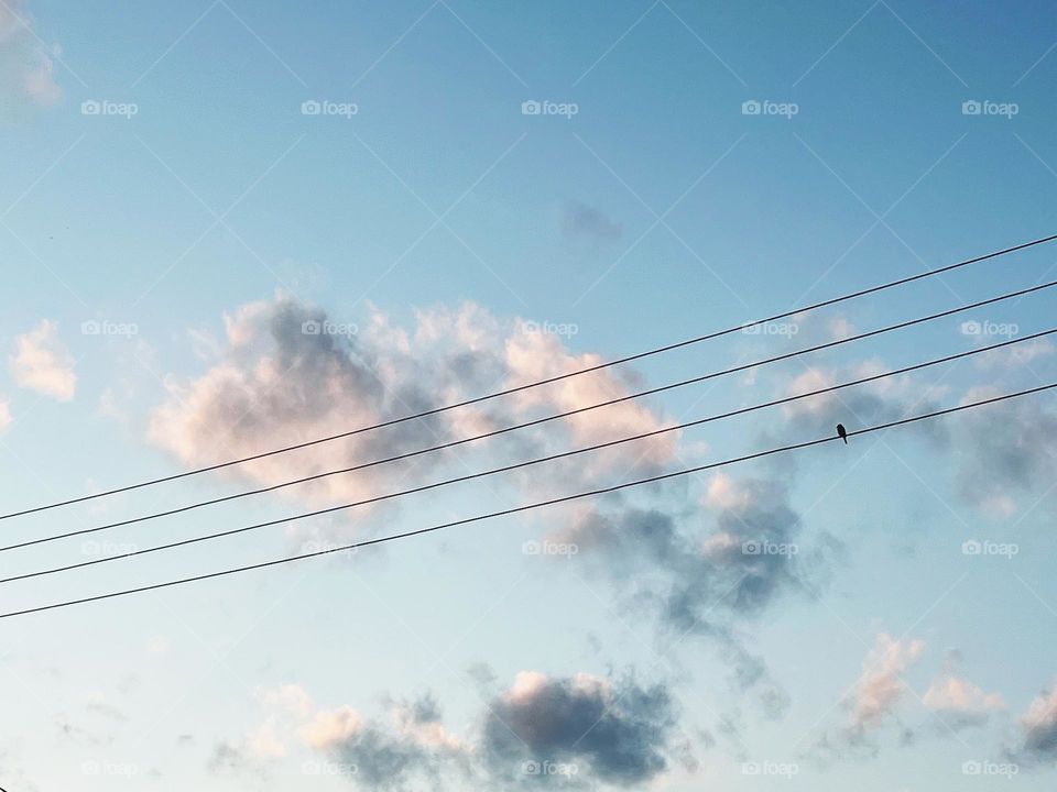 Bird on the high voltage cable
