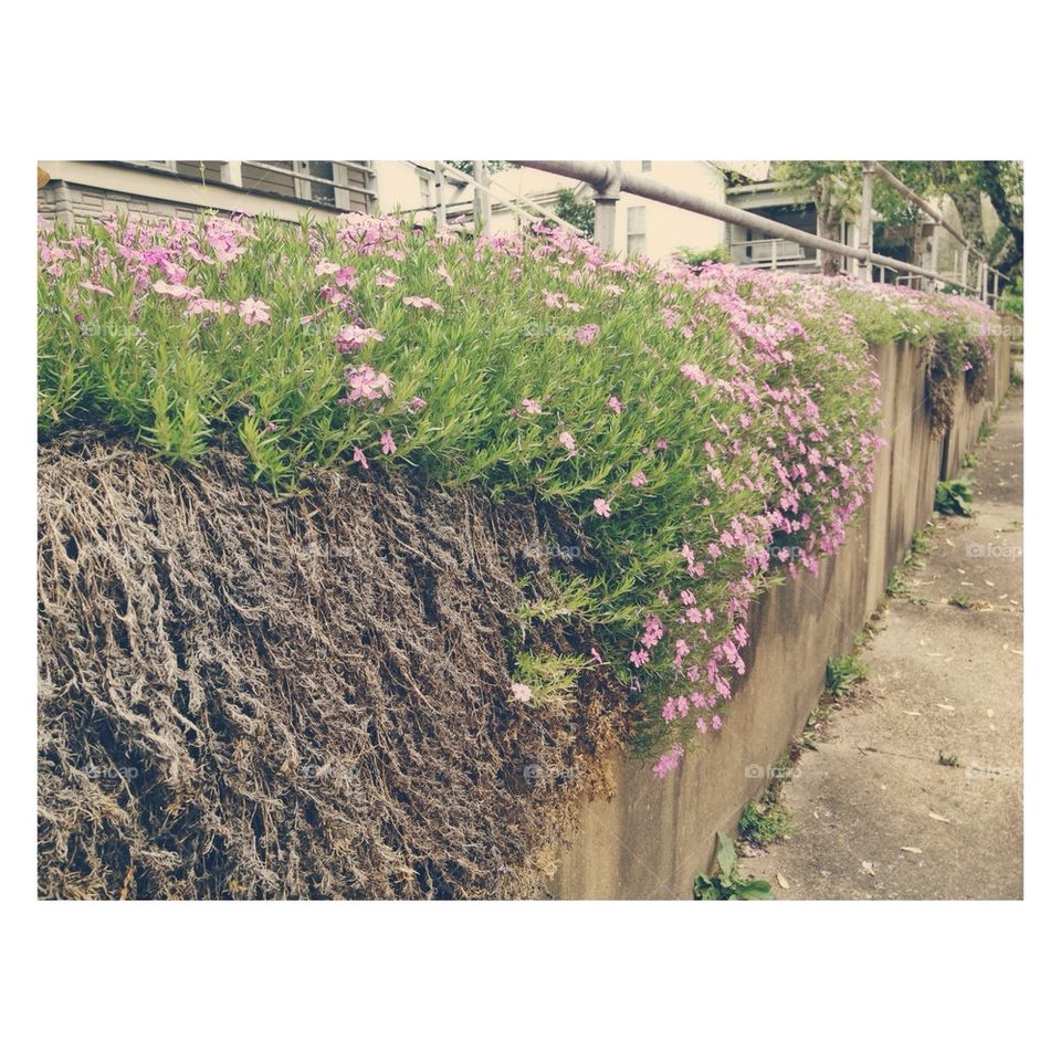 Lovely Flower Wall