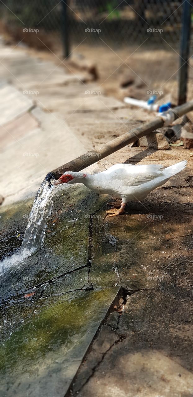 water drinking duck