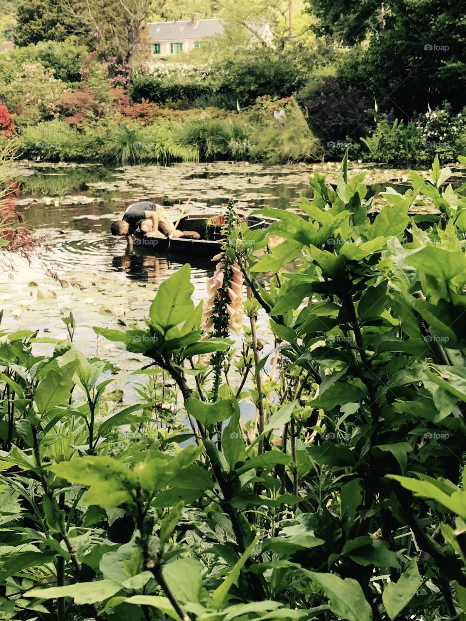 Cleaning the Pond 