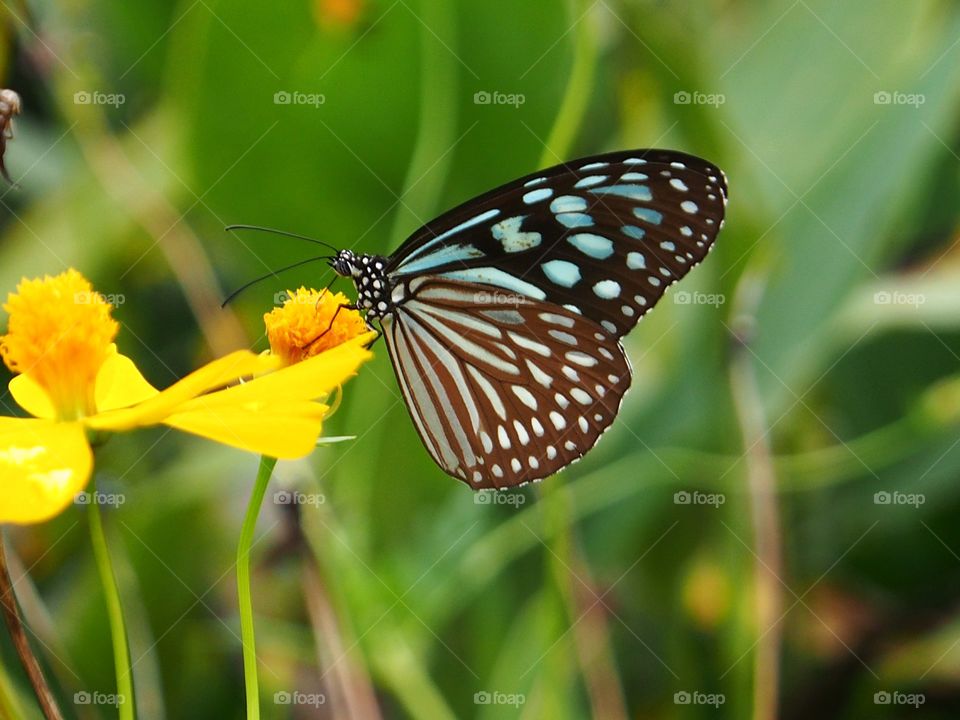 Butterfly rest on flower