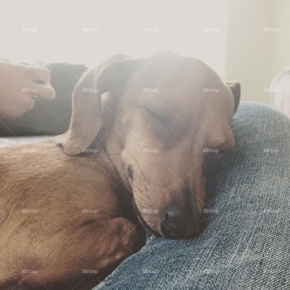 Dreaming . Close up of Penny dreaming 