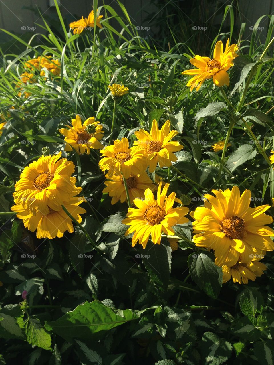 Yellow flowers