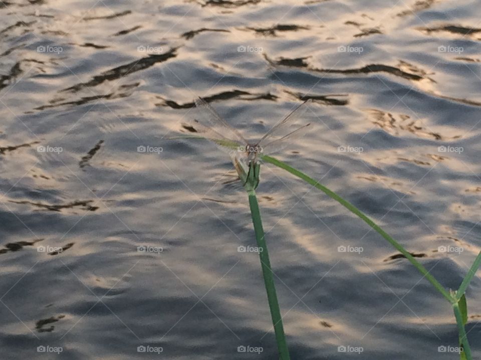 Beautiful little bug