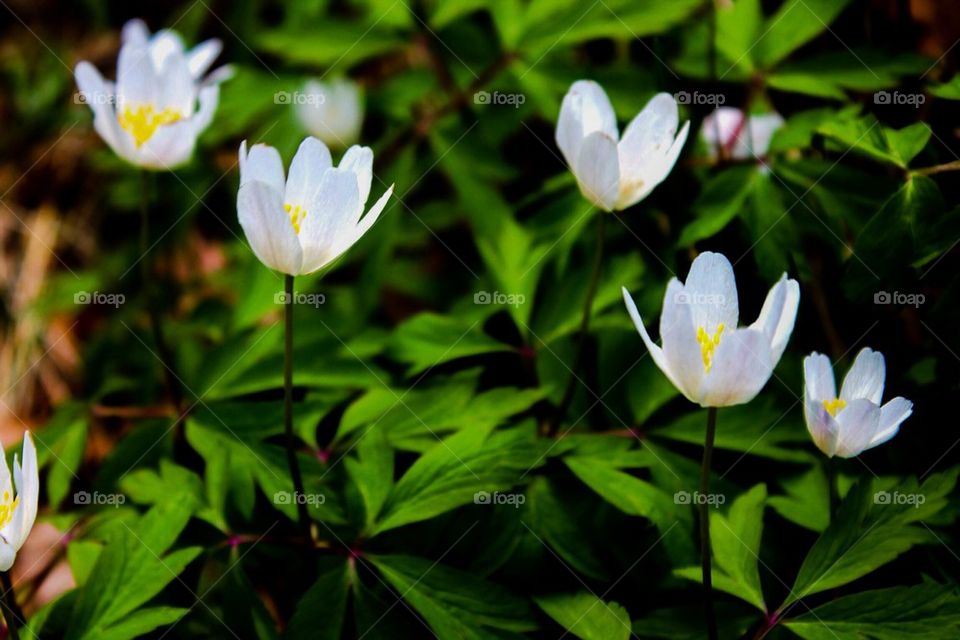 Wood anemone flowers