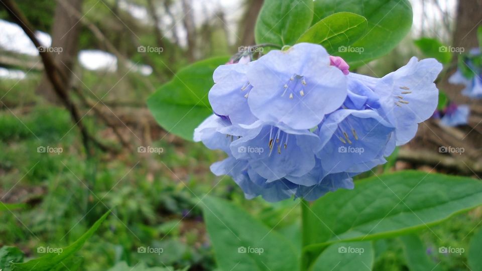 Nature, Leaf, Flora, Flower, No Person